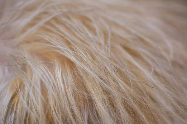 Bruine Hond Vacht Natuurlijk Licht Wazig Achtergrond — Stockfoto