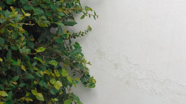 Bottoni Margherita Messicana Accanto Vecchio Muro Cemento Bianco — Foto Stock