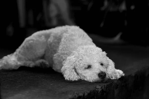 Jovem Cão Poodle Branco Fundo Escuro Natural Fotografia Preto Branco — Fotografia de Stock