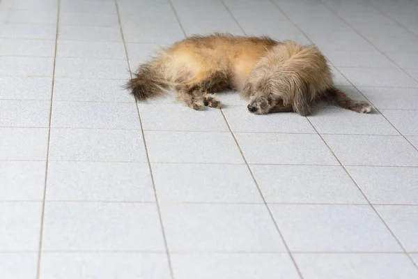 Brown Cão Nativo Dormindo Fundo Telha Chão — Fotografia de Stock