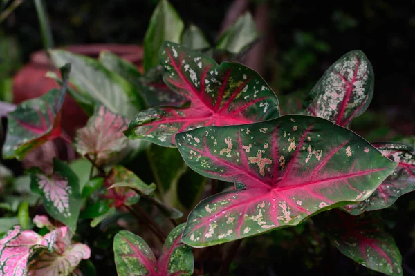 Sok Faj Caladium Bicolor Kertben — Stock Fotó