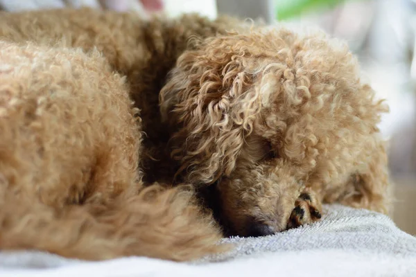 Young Brown Poodle Dog Sleeping Natural Light Background — Stockfoto