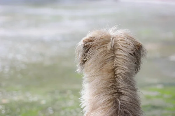 Back View Brown Native Dog Natural Light Background — Fotografia de Stock