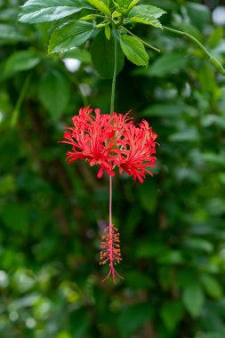 Hibiscus schizopetalus flower on natural light background.