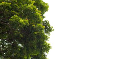 Plumbago auriculata, cape leadwort, blue plumbago or Cape plumbago flowering plant on dark background.