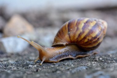 Snail on natural light background.