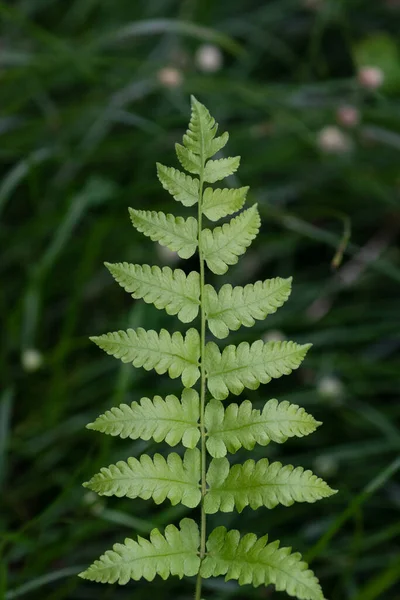Fern Leaf Natural Low Light Background Low Key Photography — Stockfoto