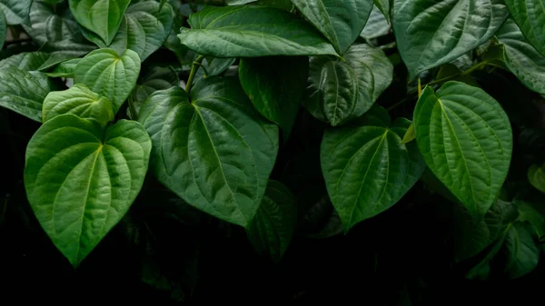 Betel Piper Betle Green Leaves Isolated Dark Background — Stock Fotó