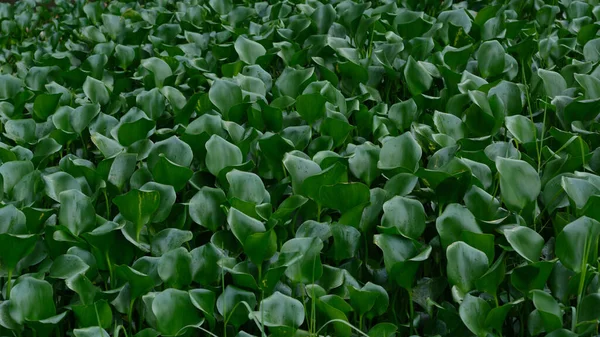 Plumbago auriculata, cape leadwort, blue plumbago or Cape plumbago flowering plant on dark background.