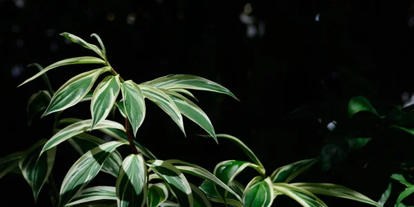 Dracaena Plant Natural Dark Background — Foto Stock