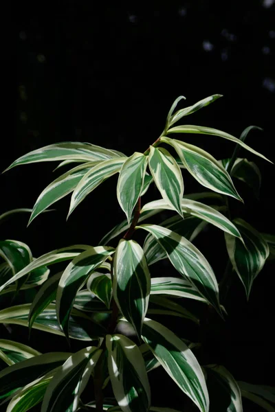 Dracaena Plant Natural Dark Background — 图库照片
