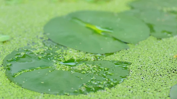 Лотос Зеленые Водные Растения Пруду Естественном Световом Фоне — стоковое фото