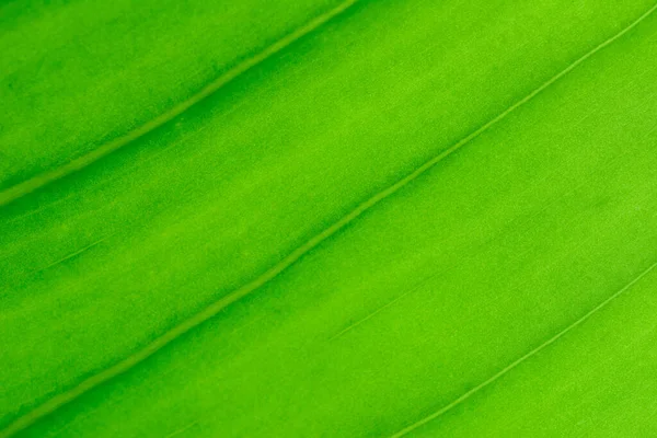 Macro shot of green leaf texture pattern on natural light background.
