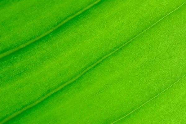 Macro Shot Green Leaf Texture Pattern Natural Light Background — Fotografia de Stock