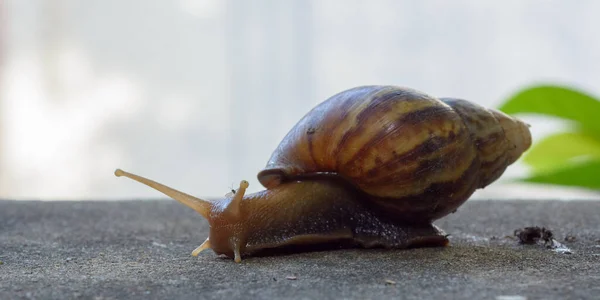 Snail Natural Light Background — Zdjęcie stockowe