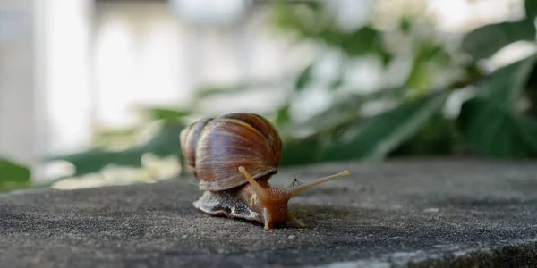 Snail Natural Light Background — Zdjęcie stockowe