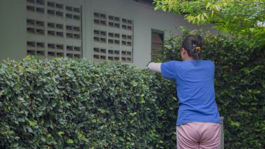 Housekeeper pruning  an overgrown ivy wall.  Decoration concept.