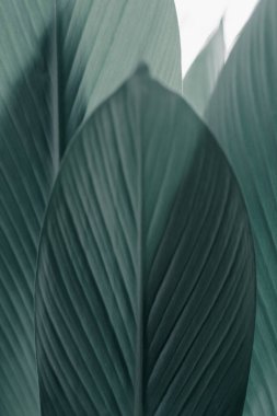 Nature green leaves texture on natural light background. Selectived focus.