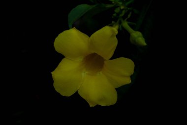 Allamanda cathartica, yellow flowering plant on natural dark background. Low key lighting.