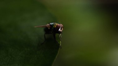Macro shot of fly insect on natural light background. Low key photography style.