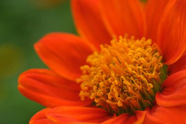 Closeup Tithonia rotundifolia or Mexican sunflower on natural light background.