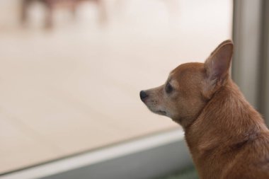 Yalnız kahverengi chihuahua köpeği pencerede oturuyor..
