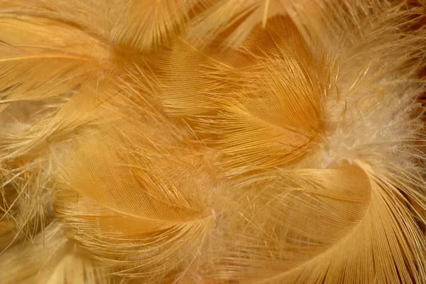 Chicken Feathers Natural Light Macro Shot Soft Focus — Stock Fotó