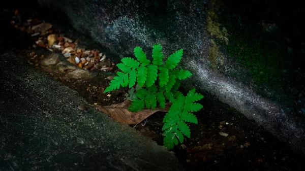 Fern Leaf Natural Dark Background Ecology Concept — Fotografia de Stock