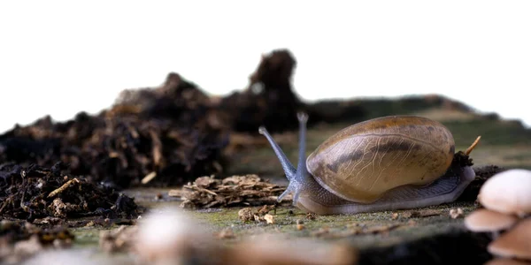 Snail Nature View Isolated White Background — ストック写真