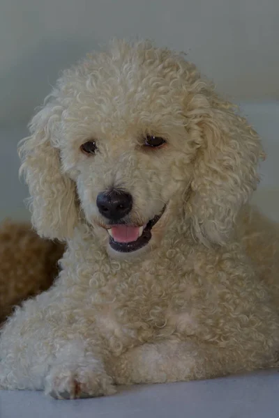 Front View White Young Poodle Dog Natural Light Background — Stock Photo, Image