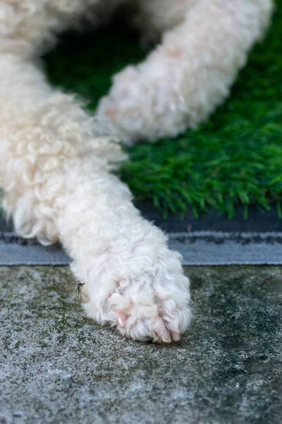 Young white poodle dog paw. Closeup body part.