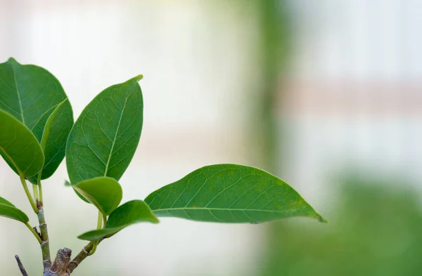 Green Leaves Natural Light Background — 图库照片