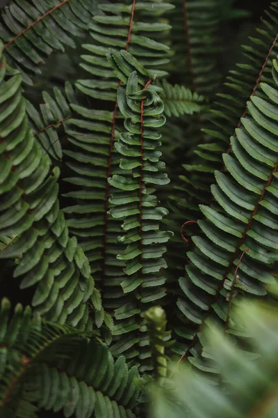 Fern Leaves Natural Light Background — 스톡 사진