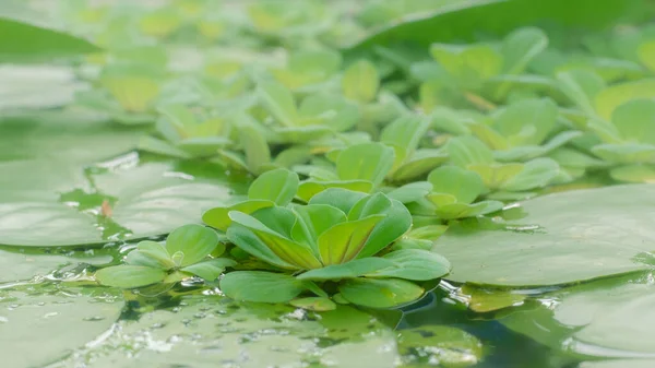 Green Water Plants Pond Natural Light Background — Stock Fotó