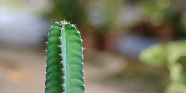 Cactus Natural Light Bokeh Blurred Background — Fotografia de Stock