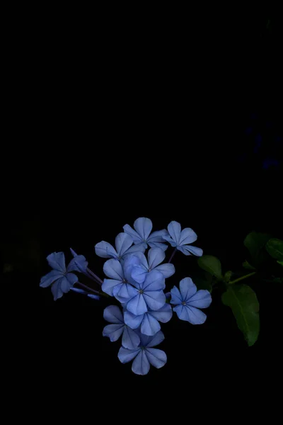 Plumbago Auriculata Cape Leadwort Blue Plumbago Cape Plumbago Flowering Plant — Photo