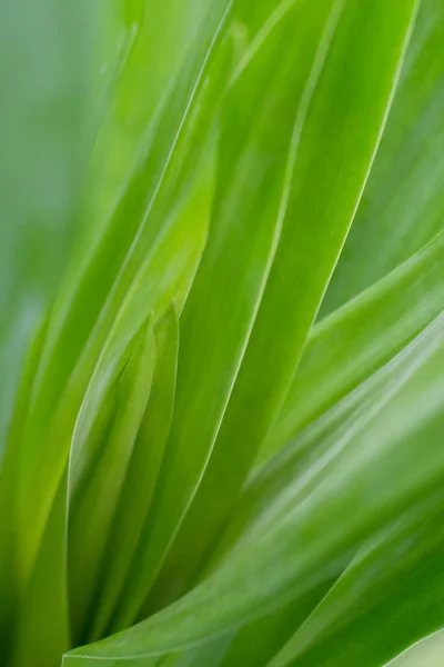 Зеленый Лист Естественном Световом Фоне — стоковое фото