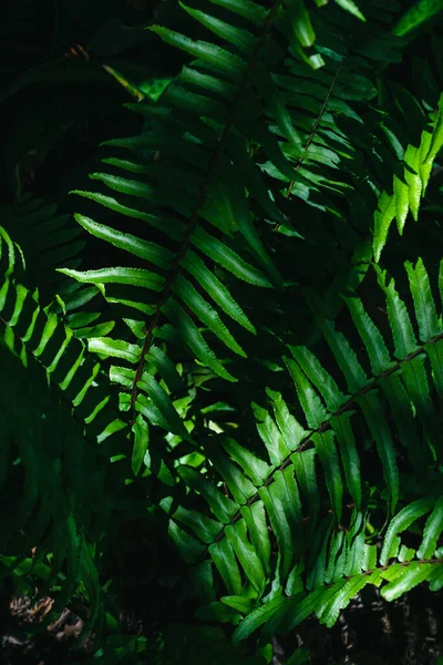 Fresh Fern Leaves Nature Light Shadow Background Low Key Photography — Stockfoto