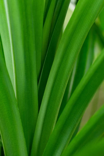 Пандан Амариллифолиус Тропическое Растение Зеленые Листья — стоковое фото