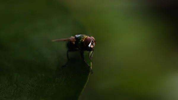 Macro Shot Fly Insect Natural Light Background Low Key Photography — Foto Stock