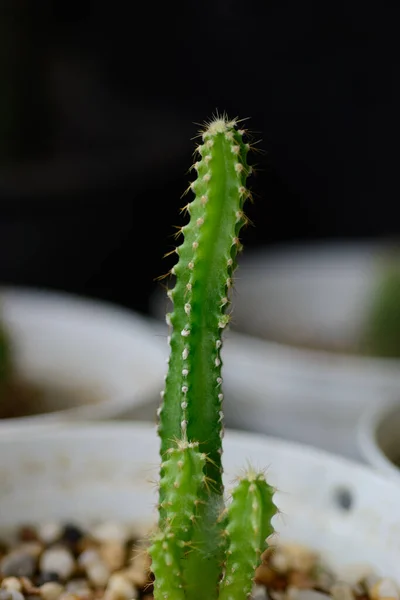 Green Fresh Cactus Natural Light Background — Stockfoto