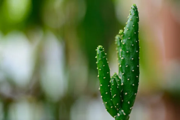 Green Fresh Cactus Natural Light Background — Stock Fotó