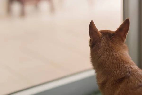 Ensam Ung Brun Chihuahua Hund Sitter Vid Fönstret — Stockfoto