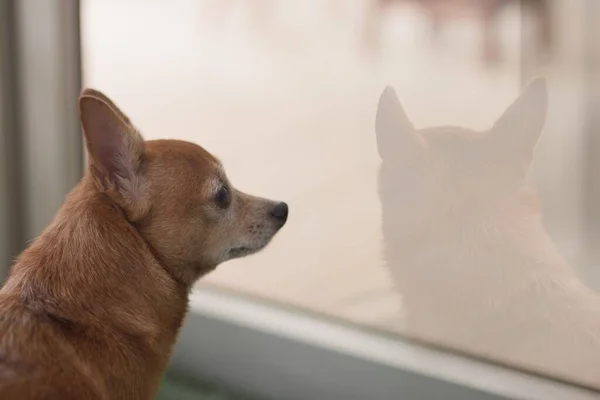 坐在窗边的一只孤独的棕色吉娃娃狗 — 图库照片
