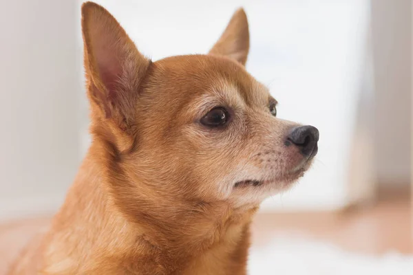 Lonely Young Brown Chihuahua Dog Natural Light Background — Fotografia de Stock
