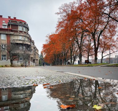 Sonbahar şehri, portakal yaprakları ve ağaçlar bir su birikintisine yansıyor, Uzhhorod Ukrayna Uzhgorod Avrupa