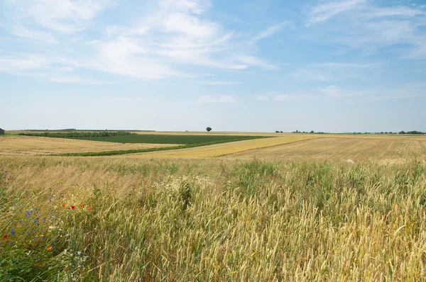 Poland agriculture — Stock Photo, Image