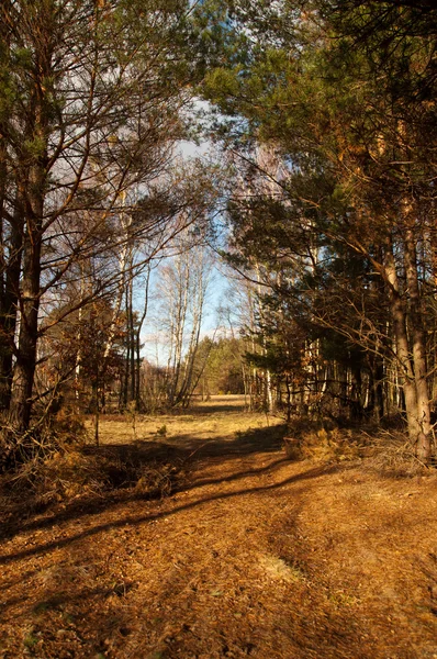 Kampinos sön — Stockfoto