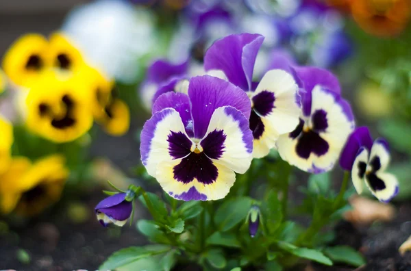 Pansy flowers — Stock Photo, Image