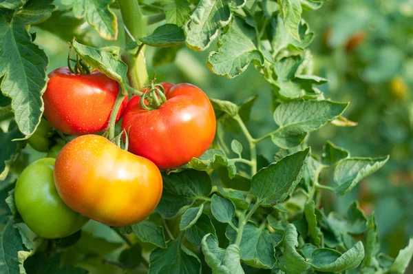 Органическое томатное растение — стоковое фото